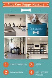 Moo Cow Labradoodles Puppy Nursery Dog Room Australian