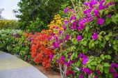 Close Beautiful Bougainvillea Flowers - Stock Photo , #affiliate, #Bougainvillea...