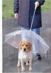 Paraguas Para Perro Con Correa De Perro De 20 Pulgadas De La Paraguas Para Perro Con Correa De Perro De 20 Pulgadas De La