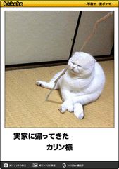 吹いたら負け 猫シリーズ のアイデア 270 件 猫 猫 ボケ て 動物 おもしろ 吹いたら負け 猫シリーズ のアイデア 270 件 猫 猫 ボケ て 動物 おもしろ