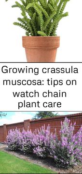 Growing crassula muscosa: tips on watch chain plant care