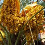 Cara Benar Menanam Dan Merawat Kurma Tropis Tanaman Tropis Pohon