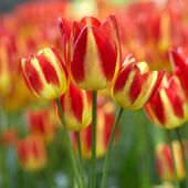 Multiple Flowering Single Late Tulip Bulbs Florette