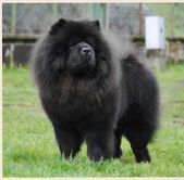 Chow Chow Ch Lovelace Of The Red Strain I Love Chow Chow S