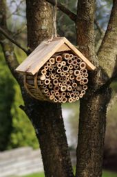 Wildlife DIY Projects