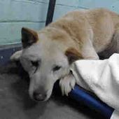 Available Pets At Los Angeles County Carson Gardena In Gardena