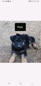 Sold German Shepherd Puppies German Shepherd Puppies Shepherd