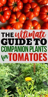 The BEST Companion Plants for Tomatoes in Your Vegetable Garden