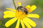 Bij (Apidae), Botanische tuin Wenen