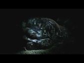 De las cinco especies de tortugas marinas que frecuentan las aguas de La Españo...