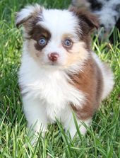 Merle Toy Aussie Puppies In Co Ca Me Md Ma Mn Mo Nm Ny Nj