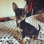 Black And Tan Chihuahua Puppy Baby Chihuahua Chihuahua Love