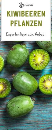 Kiwibeeren pflanzen: Experten-Tipps zum Anbau von Mini-Kiwis. Die Mini-Kiwi lieg...
