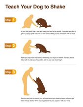 Teach Your Canine To Shake Hands Dog Training Puppy Training