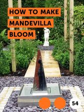 How to Make Mandevilla Bloom