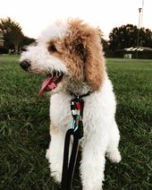 Simon A Apricot And White Parti Standard Poodle Puppy From Emerald