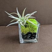 Air Plant Square Glass Vase Terrarium with Green Reindeer Moss and Black Pebbles