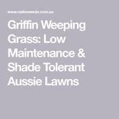 Griffin Weeping Grass: Low Maintenance & Shade Tolerant Aussie Lawns 2019 Grif...