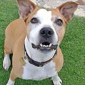 Pin By Susan Gillis On Help Save The Dogs Please 2nd Pg