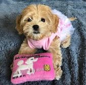 Luxury Embroidered Plush Pet Toys, Designer Inspired Toys - rose / 1 piece toy