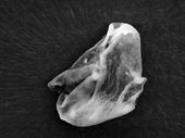 The truth IS out there: British scientists claim to have found proof of alien li... The truth IS out there: British scientists claim to have found proof of alien li... 2
