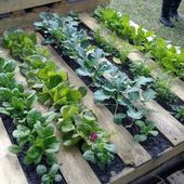 ✔45 Best Backyard Vegetable Garden Designs Ideas #Backyard #VegetableGarden #GardenIdeas #GardenDesi