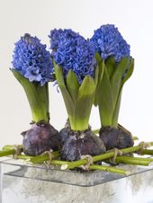 bride2be: bridalsnob: Wedding Centerpiece Idea: {Raw} Hyacinth #wedding #love #f...