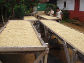 Coffee on African beds. Finca La Paz, Jayaque, La Libertad. El Salvador