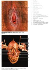 Real Female Anatomy Pictures Koibana Info Female Anatomy Female Human Human Anatomy Drawing