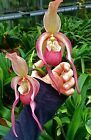 Phragmipedium China Dragon Hybride NEW XL Pflanze Orchidee Orchideen