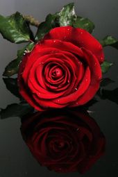 chillzee wet-rose-for-you.jpg chillzee wet-rose-for-you.jpg