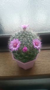 観葉植物の写真の撮り方 のアイデア 件 観葉植物 グリーン インテリア リビング インテリア 観葉植物の写真の撮り方 のアイデア 件 観葉植物 グリーン インテリア リビング インテリア