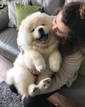 Comment éduquer son chien en seulement 15 mins par jour ? Petohaku à pour but ...
