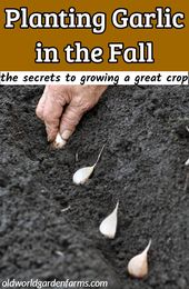 Planting Garlic In The Fall - The Secrets To Growing A Great Crop!