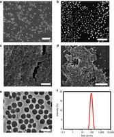 Bionic particles self-assemble to capture light: These particles recreate the he...