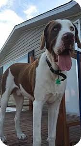 Image Result For St Bernard Mix With Images Great Dane Mix