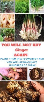 How to Grow Ginger - URBAN GARDENING IDEAS