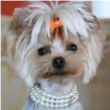 Dog Necklaces Gorgeous Jewelry Bowbiz Dog Bows Quality Dog