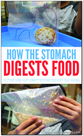 How the stomach breaks down food: In this activity from The Human Body Activity ... How the stomach breaks down food: In this activity from The Human Body Activity ... 2