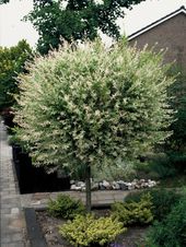 Die Gartenpflanze des Monats Januar: Die Weide