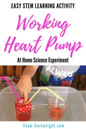 Make a working heart pump model at home! This is surprisingly easy to put togeth... Make a working heart pump model at home! This is surprisingly easy to put togeth... 2