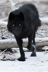 image result for pics of a real black wolf dog with a white heart on his chest wolf spirit animal whats your spirit animal wolf dog
