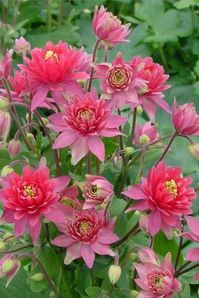 16 Perennials That Attract Hummingbirds to Your Garden!