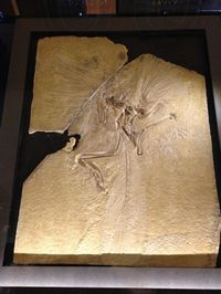 fossils - Twitter / NHMdinolab: Another #NHMTreasures specimen: ...