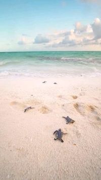 Baby turtle. Ocean turtle. They keep on running, If you looking closer. In the background there is just one of predators (backtip reef shark). They have pass in the order to survive. Credit/Source: instagram.com/aleksmutated #penyu #penyulaut #ocean #babyturtle #turtle #sea