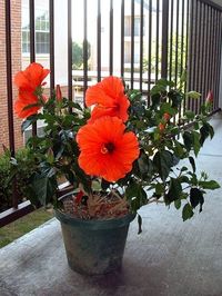 Hibiscus Flowers – Hibiscus Blossoms Falling Off Plant
