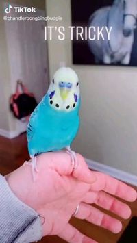 Funny parrots videos🐤🐦Follow @ecosenpai❗funny birds videos talking | talking birds videos parrots funny | talking birds videos animals | alking birds videos funny hilarious | flying birds video | cute bird videos | beautiful birds videos rare | beautiful birds videos colorful | singing birds video | dancing birds videos | love birds videos | birds photography | birds photography black and white | birds photography flying nature | birds art#bird#birds#babybirds#birdsvideos#birdfunny