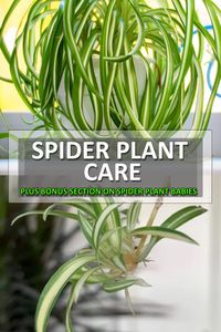 Caring for Spider Plants can be very rewarding. As they send shoots down and produce mini plants they need to stay healthy. We give you detailed tips on how to keep your Spiders alive!