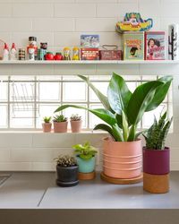 45. Vasos de plantas com planta mosaico pequena – Foto Selvvva #fitônia #fitoniacomocuidar #fitôniadecoração