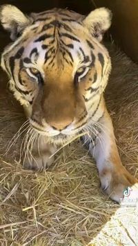 Cute tiger🐯🐯 follow @ecosenpai❗ because you want more👍🙌😍😅The best video about animals! funny animal videos | funny animal videos can't stop laughing hilarious | cute animal videos animal videoys | baby animals videos | wild animal videos | pet videos | funny and dog videos | animal videos funny dogs | videos animales | animals beautiful videos | animals aesthetic videos | animals friendship videos. #cuteanimalsvideos#cuteanimals#animalsvideos #funnyvideos#cutevideos#animalsfriends